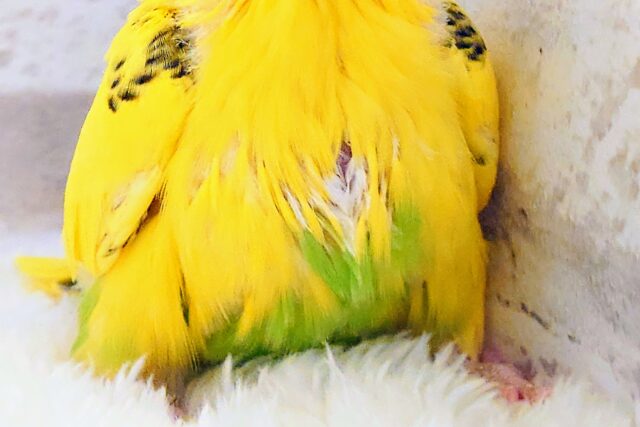 セキセイインコ