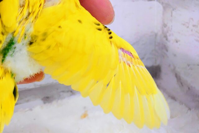 セキセイインコ