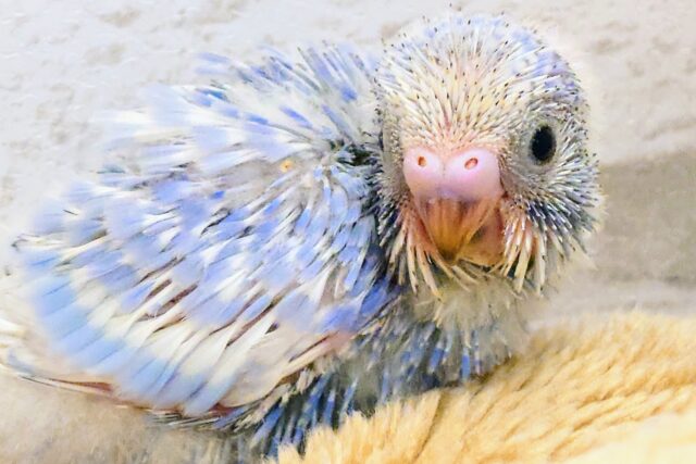 セキセイインコ