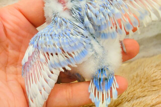 セキセイインコ