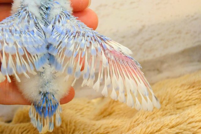 セキセイインコ