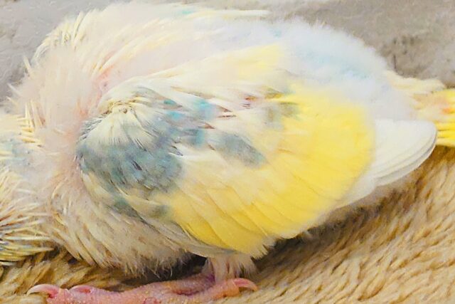 セキセイインコ