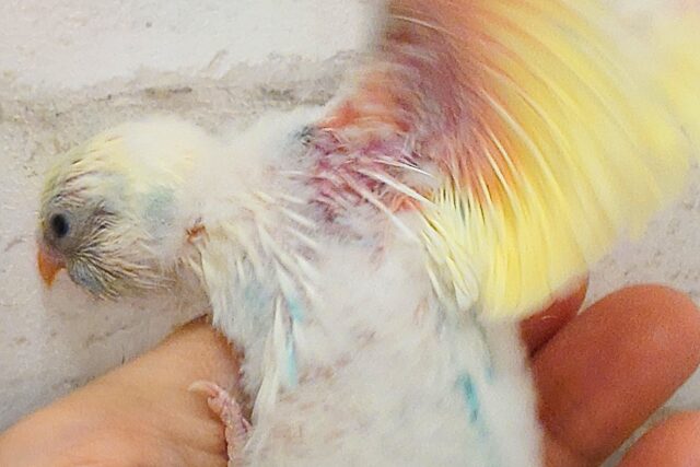 セキセイインコ