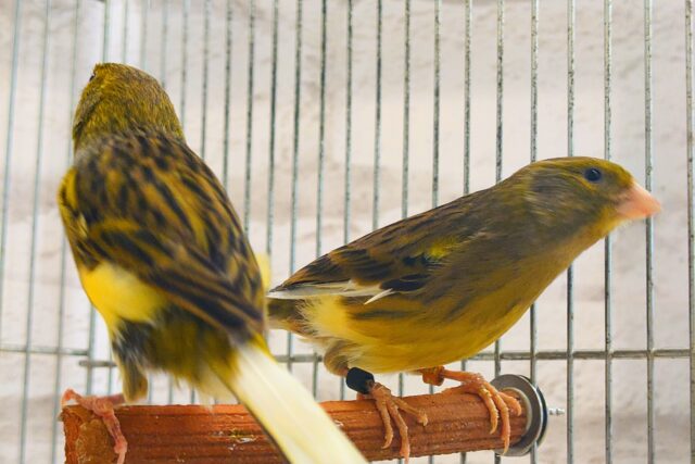 ローラーカナリア