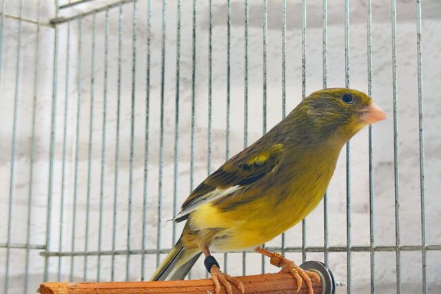 ローラーカナリア