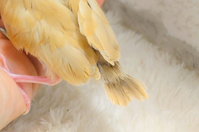 最新画像になります☆ 天使の赤ちゃんが降臨しました♡シナモン文鳥 ヒナ シナモン文鳥