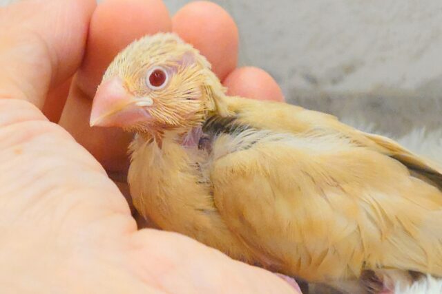 最新画像になります☆ 天使の赤ちゃんが降臨しました♡シナモン文鳥 ヒナ シナモン文鳥