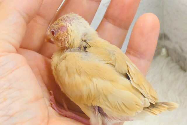 最新画像になります☆ 天使の赤ちゃんが降臨しました♡シナモン文鳥 ヒナ シナモン文鳥