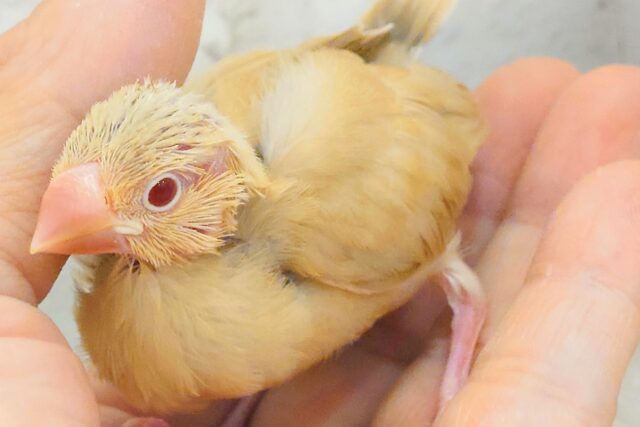 最新画像になります☆ 天使の赤ちゃんが降臨しました♡シナモン文鳥 ヒナ シナモン文鳥