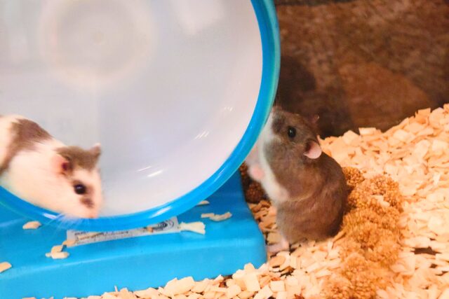 ロボロフスキーハムスター