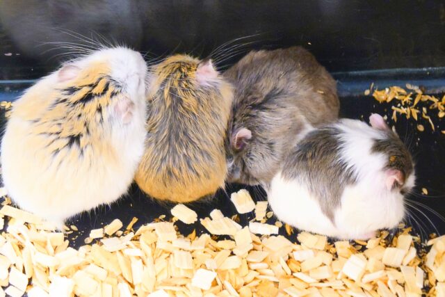 ロボロフスキーハムスター