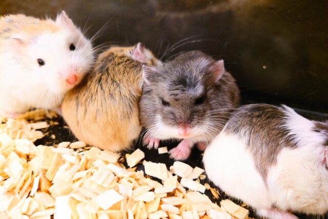 ロボロフスキーハムスター