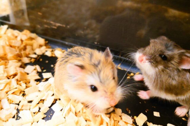 ロボロフスキーハムスター