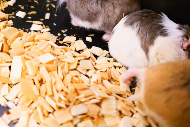 ロボロフスキーハムスター