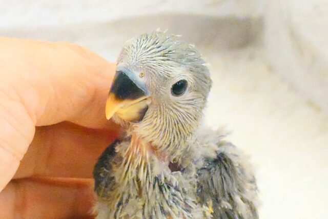 コザクラインコ（小桜インコ）