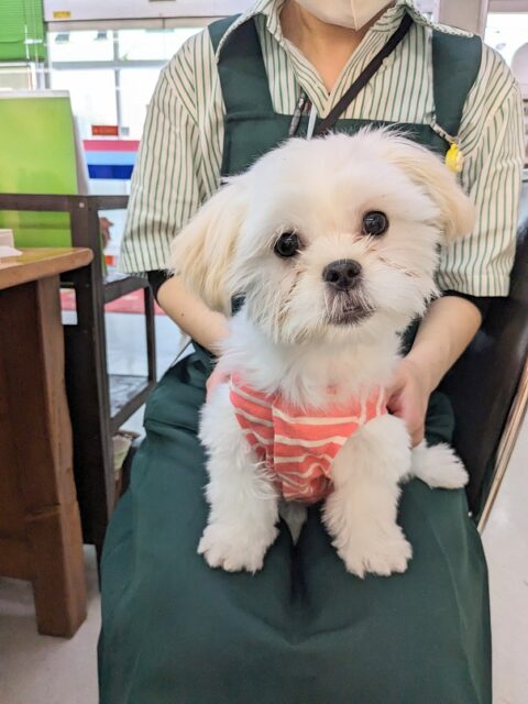 最新画像更新☆とっても明るい元気ガール☆ ハーフ犬(ペキニーズ×マルチーズ)の女のコ 2025.3/22撮影 マルペキ