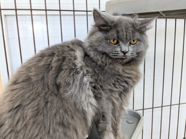 ブリティッシュショートヘア