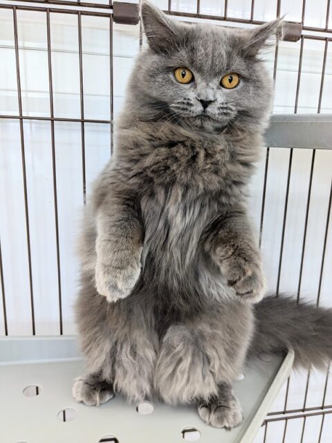 ブリティッシュショートヘア