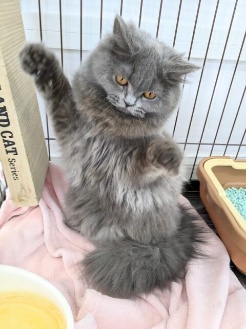 ブリティッシュショートヘア