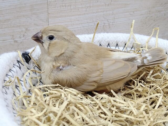 錦花鳥（キンカチョウ）