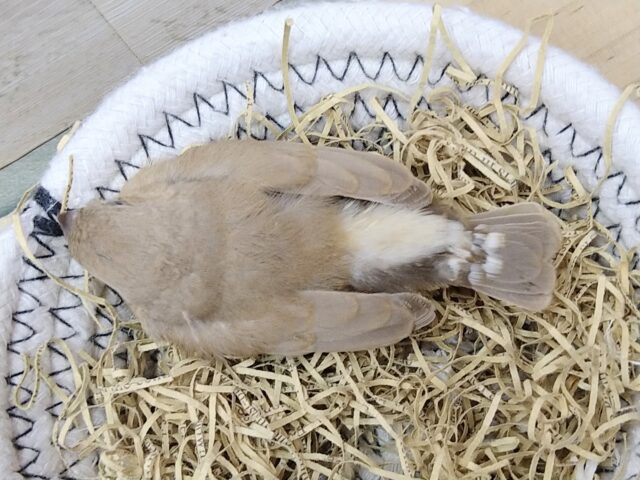 錦花鳥（キンカチョウ）