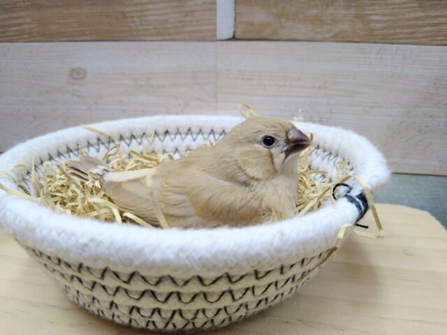 錦花鳥（キンカチョウ）