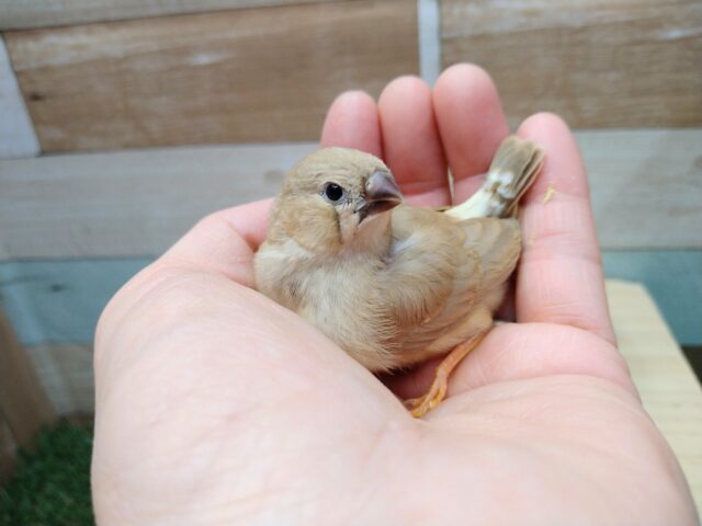 錦花鳥（キンカチョウ）
