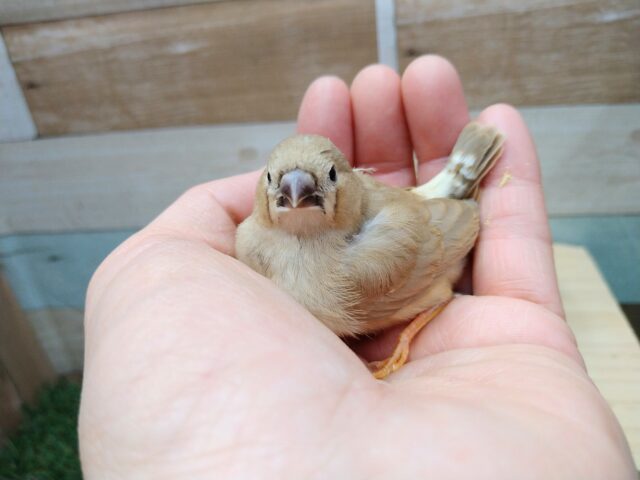 錦花鳥（キンカチョウ）