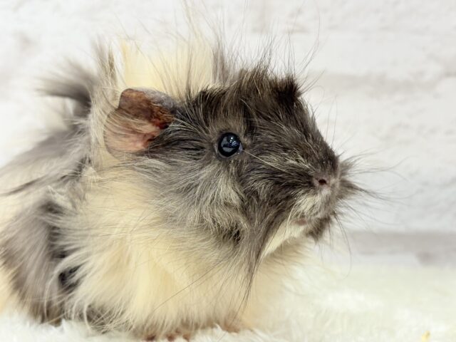 アビシニアンモルモット