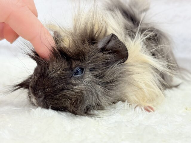 アビシニアンモルモット