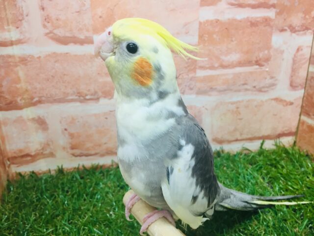 オカメインコ