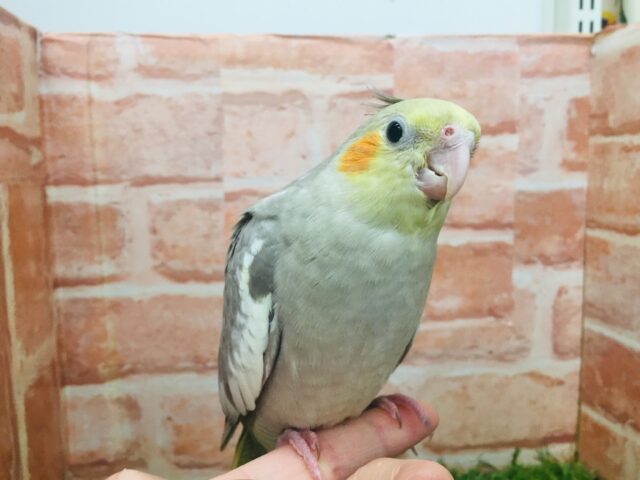 オカメインコ