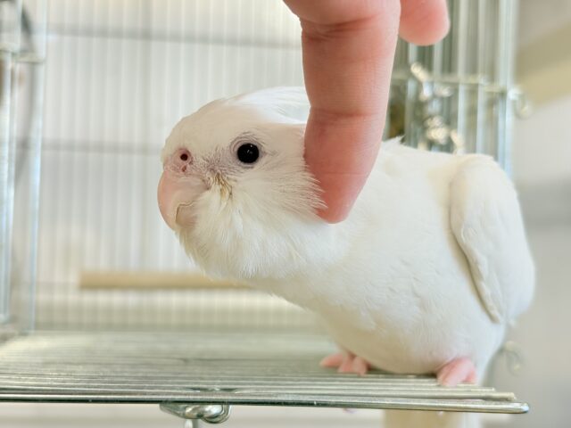 オカメインコ