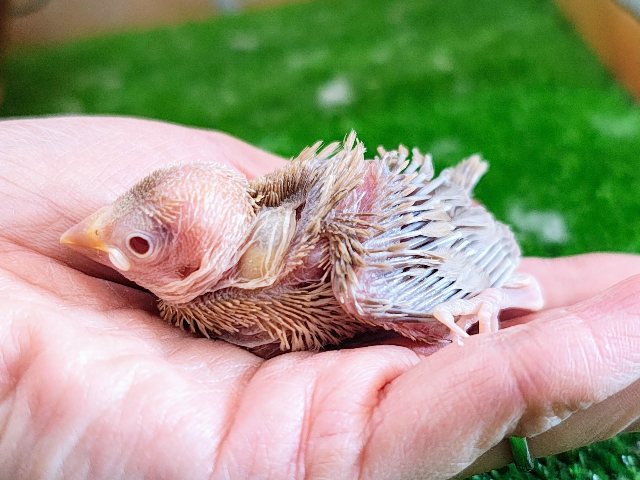 キラキラ✨ルビーの瞳♦️シナモン文鳥のヒナ入荷しました❤️ シナモン文鳥