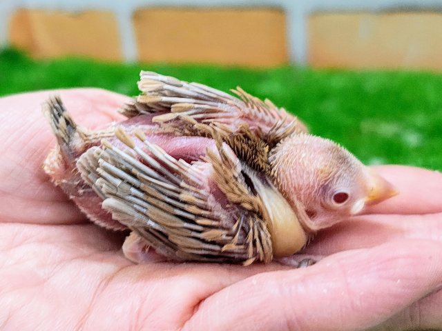 シナモン文鳥