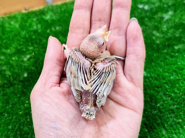 キラキラ✨ルビーの瞳♦️シナモン文鳥のヒナ入荷しました❤️ シナモン文鳥