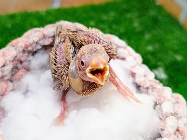 キラキラ✨ルビーの瞳♦️シナモン文鳥のヒナ入荷しました❤️ シナモン文鳥