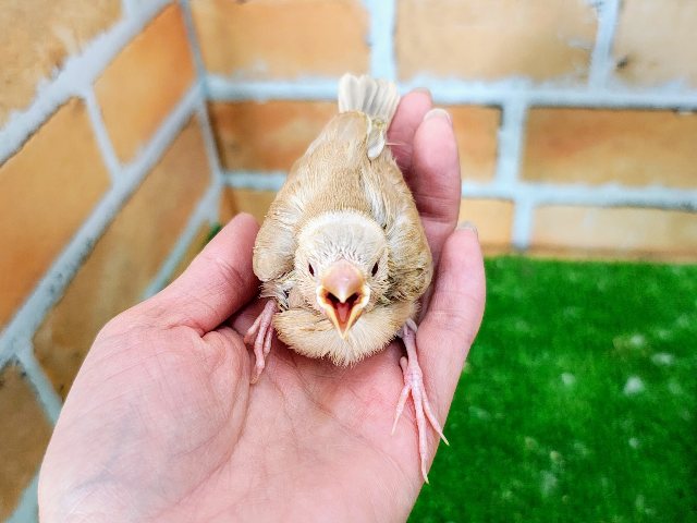 キラキラ✨ルビーの瞳♦️シナモン文鳥のヒナ入荷しました❤️ シナモン文鳥