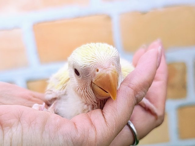コザクラインコ（小桜インコ）