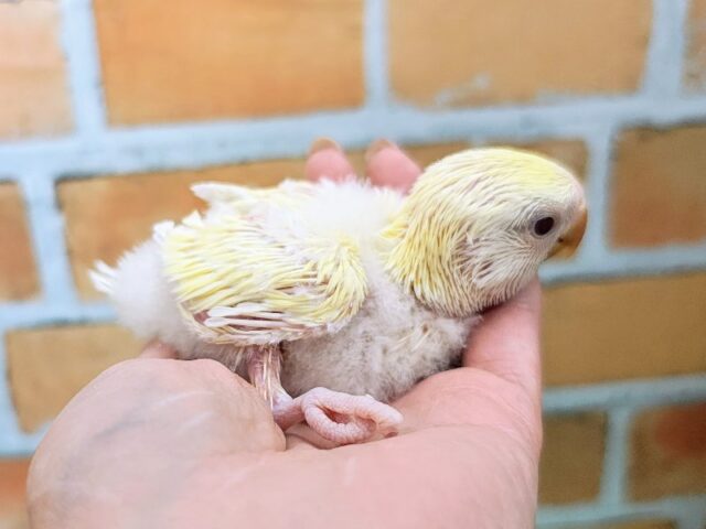 コザクラインコ（小桜インコ）