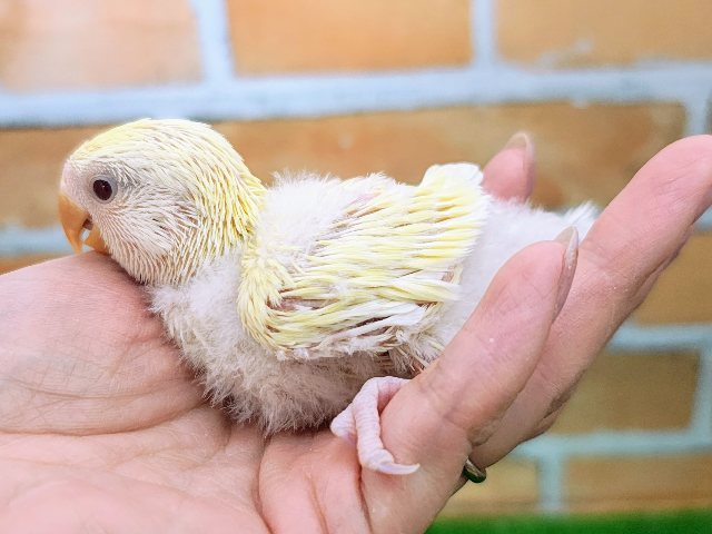 コザクラインコ（小桜インコ）
