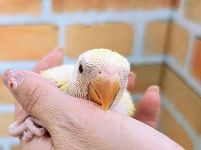 コザクラインコ（小桜インコ）