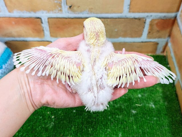 コザクラインコ（小桜インコ）