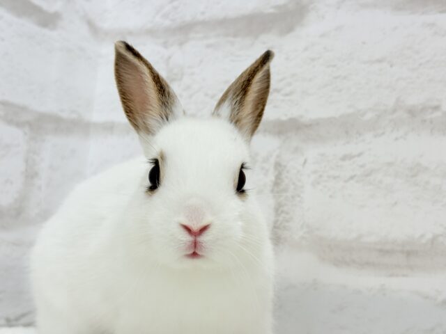 ミニウサギ