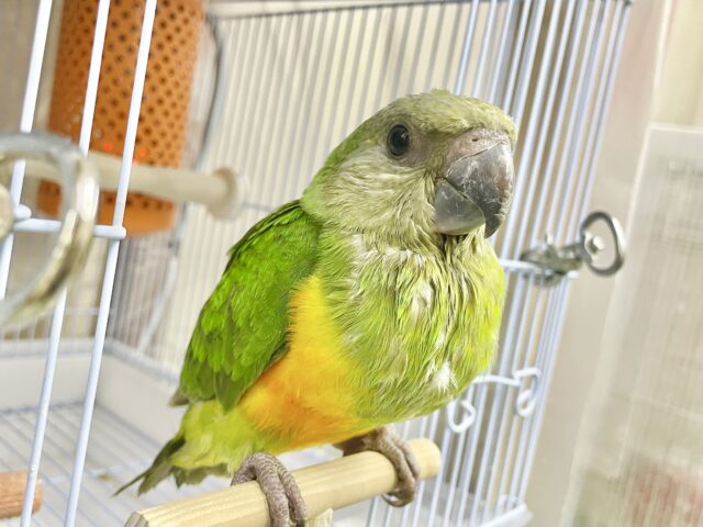 セネガルパロット