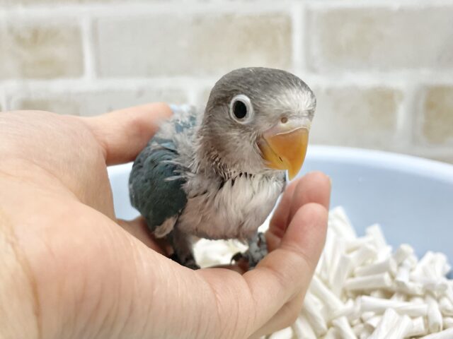 ブルーボタンインコ