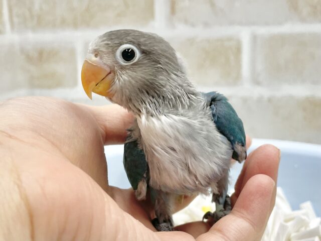 ブルーボタンインコ
