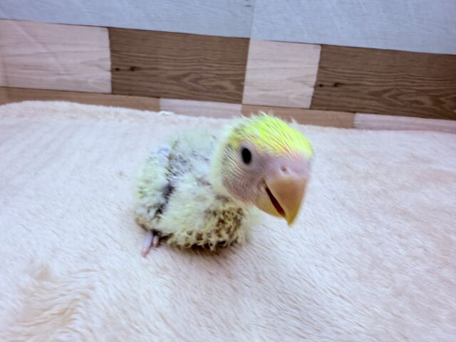 コザクラインコ（小桜インコ）