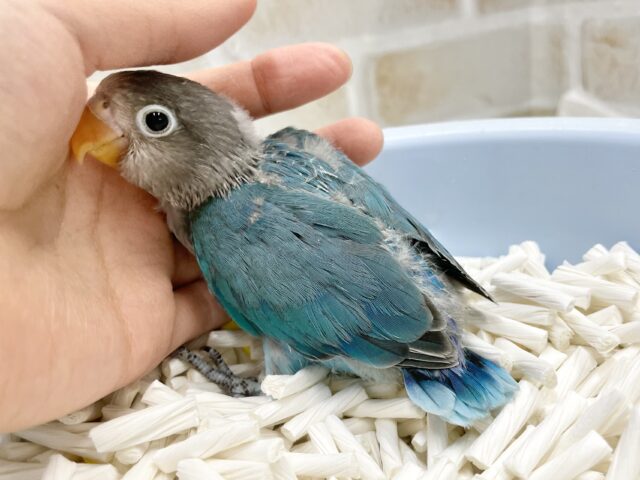 ブルーボタンインコ