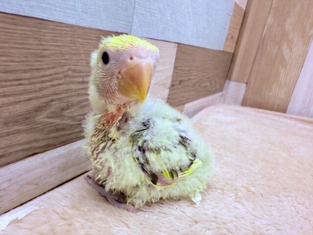 コザクラインコ（小桜インコ）